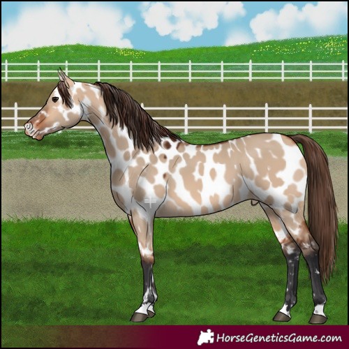 Horse Color:Bay Dun Near Leopard 