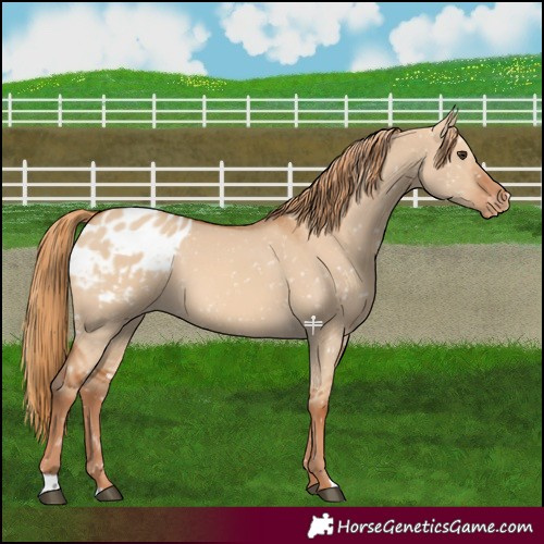 Horse Color:Red Dun Snowflake Varnish 