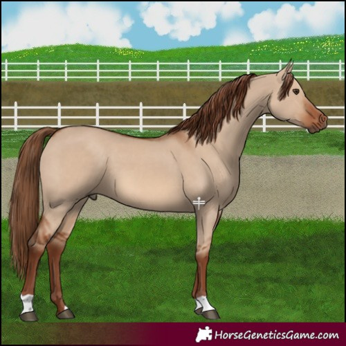 Horse Color:Red Dun 