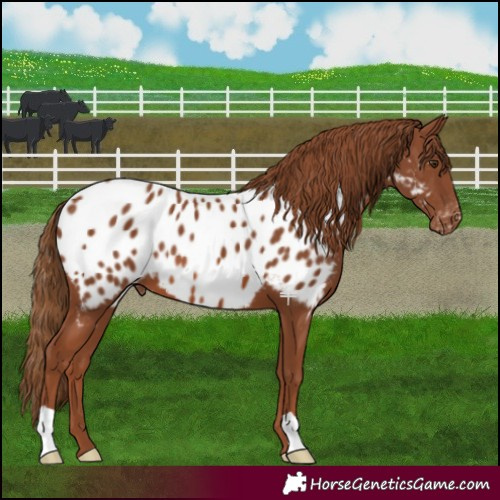 Horse Color:Chestnut Appaloosa