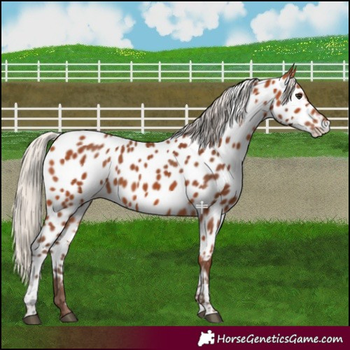 Horse Color:Silver Bay Appaloosa