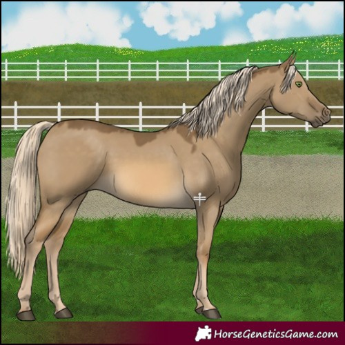 Horse Color:Chocolate Palomino Dun Mushroom