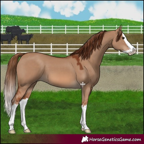 Horse Color:Red Dun Splash