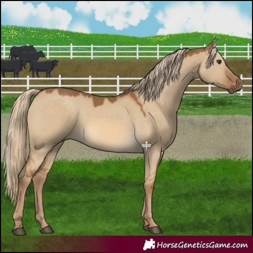 Horse Color:Chocolate Palomino Dun