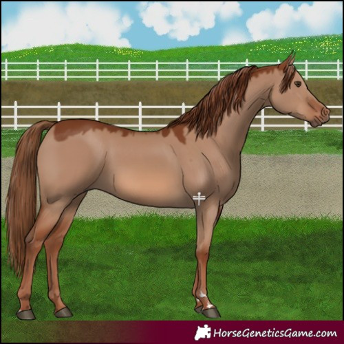 Horse Color:Red Dun