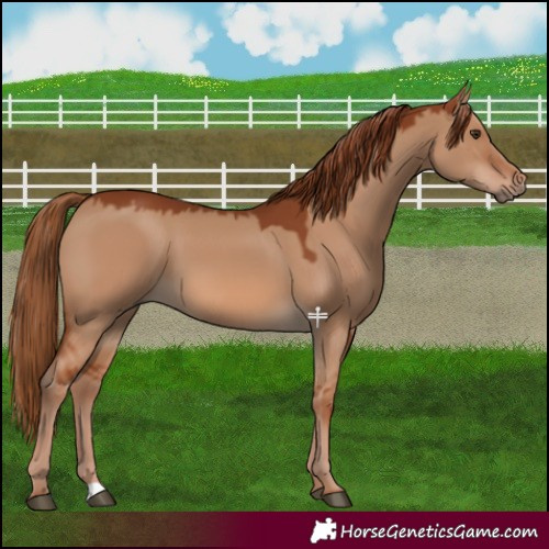 Horse Color:Red Dun 
