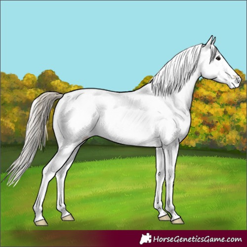 Horse Color:White Spotted Silver Smoky Grullo