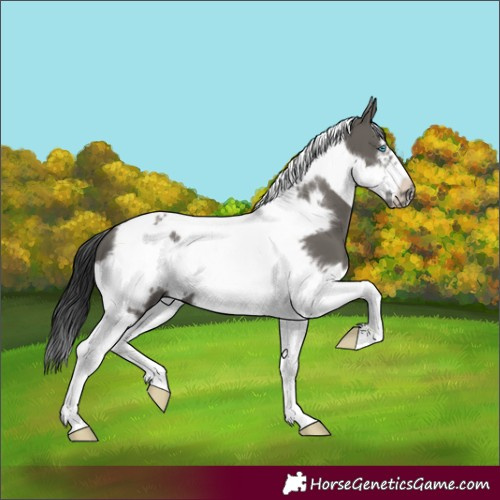 Horse Color:Grullo Tobiano Frame 