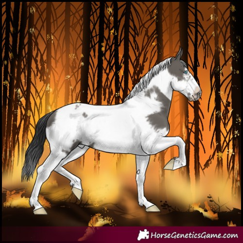 Horse Color:Grullo Tobiano Frame 
