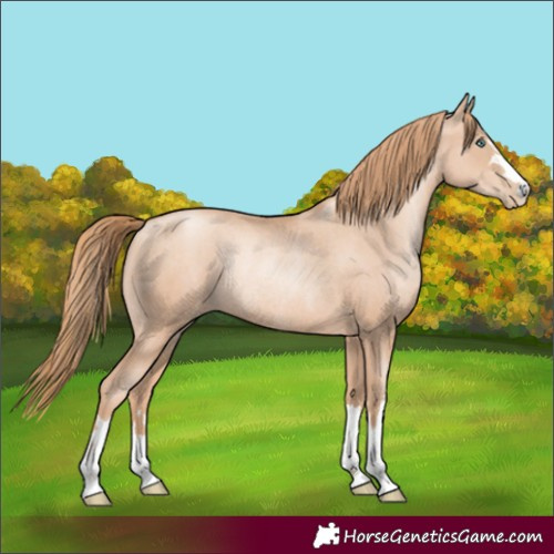 Horse Color:Gold Champagne Pearl Rabicano  and Gold Champagne Pearl Rabicano 