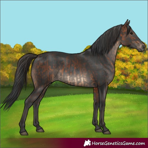 Horse Color:Bay and Black