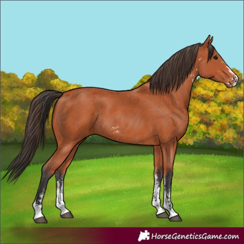 Horse Color:Bay Sabino Rabicano  and Bay Sabino Rabicano 