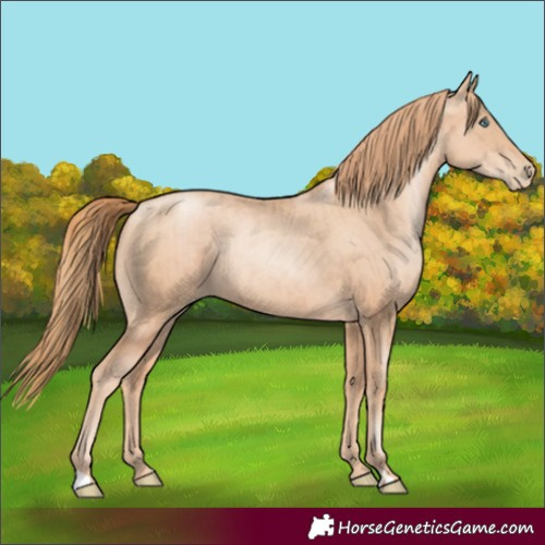 Horse Color:Gold Champagne Pearl Rabicano  and Gold Champagne Pearl Rabicano 