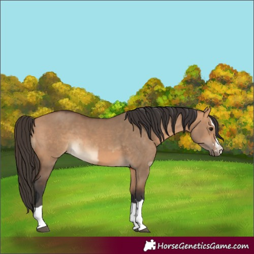 Horse Color:Bay Dun  and Bay Dun 
