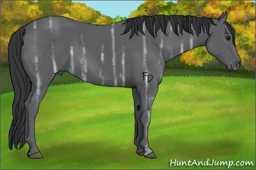 Horse Color:Black Ice 