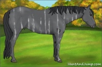 Horse Color:Black Ice 