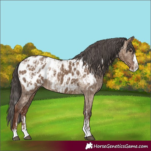 Horse Color:Liver Red Dun Sabino Splash Blanket and Liver Red Dun Sabino Splash Blanket