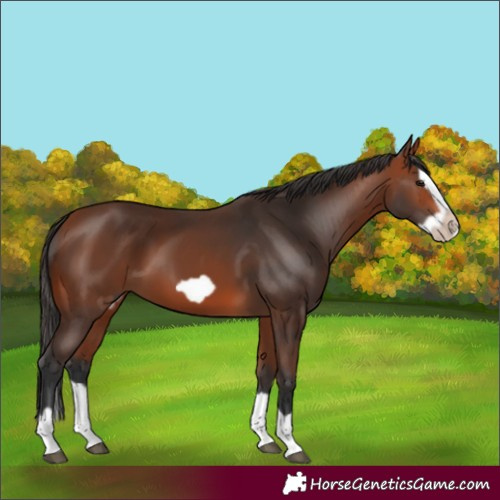 Horse Color:Bay Splash Frame 