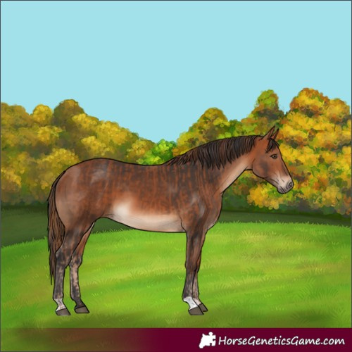 Horse Color:Chestnut and Bay