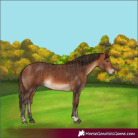 Horse Color:Chestnut and Bay