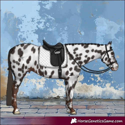 Horse Color:Liver Chestnut Appaloosa 