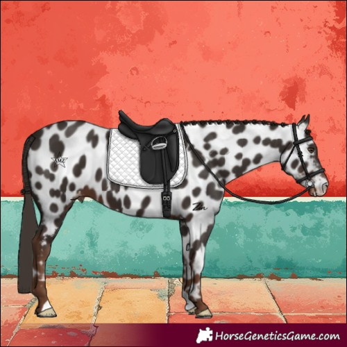 Horse Color:Liver Chestnut Near Leopard 