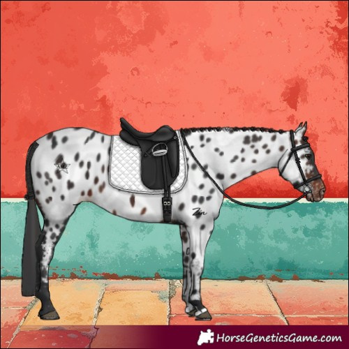 Horse Color:Brown Near Leopard 