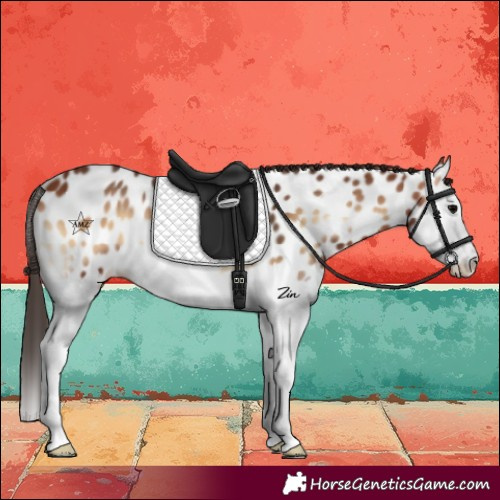 Horse Color:Bay Onyx Splash Near Leopard