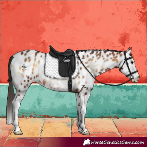 Horse Color:Bay Onyx Splash Near Leopard 