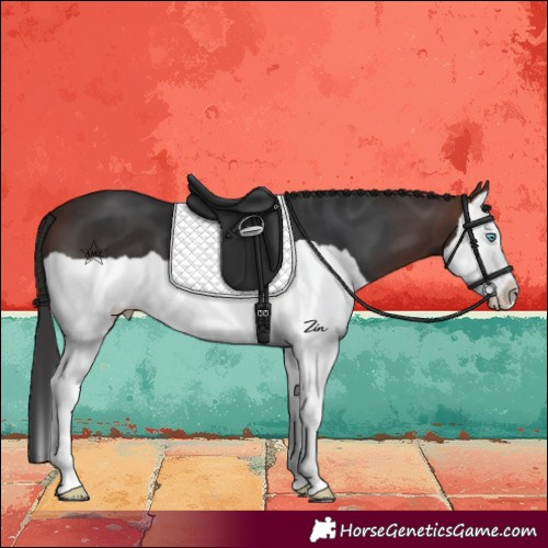 Horse Color:Brown Splash 