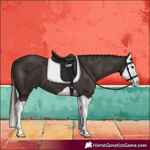 Horse Color:Liver Chestnut Splash