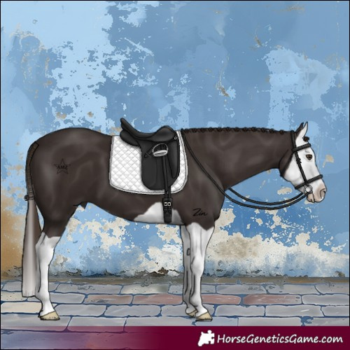 Horse Color:Liver Chestnut Splash 
