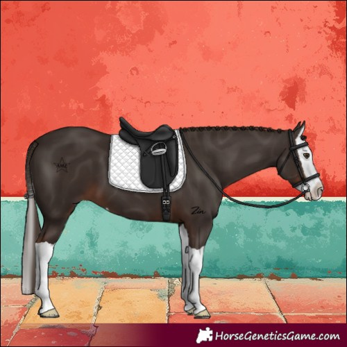 Horse Color:Liver Chestnut Splash
