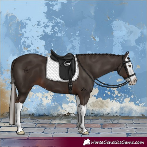 Horse Color:Liver Chestnut Splash
