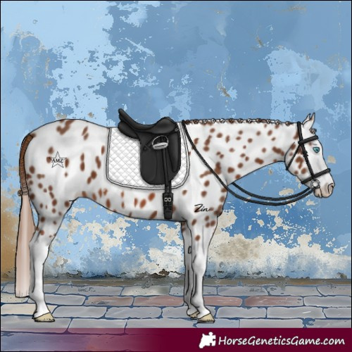 Horse Color:Chestnut Splash Appaloosa 