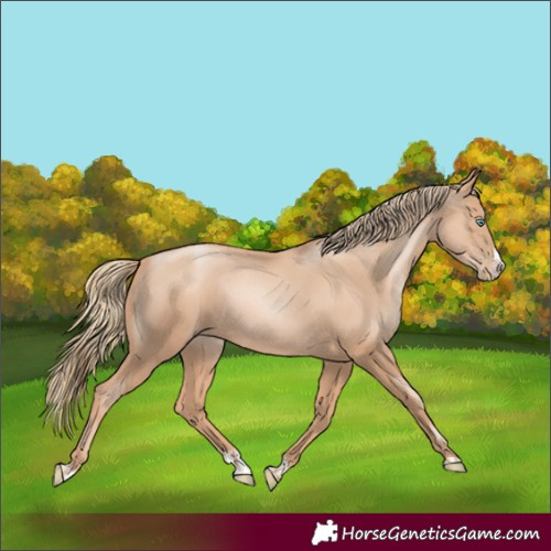 Horse Color:Gold Champagne Pearl Rabicano and Gold Champagne Pearl Splash Rabicano