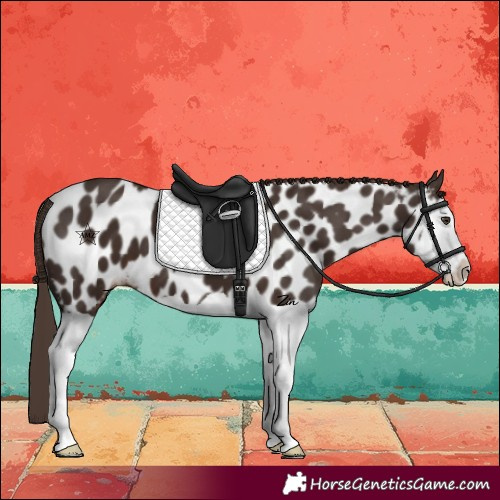 Horse Color:Liver Chestnut Splash Near Leopard