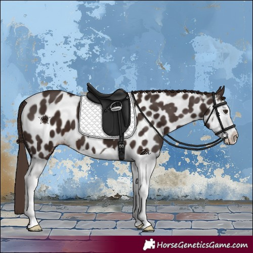 Horse Color:Liver Chestnut Splash Appaloosa