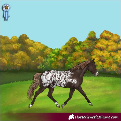 Horse Color:Liver Chestnut Appaloosa and Liver Chestnut Splash Appaloosa Rabicano