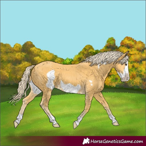 Horse Color:Palomino Frame 