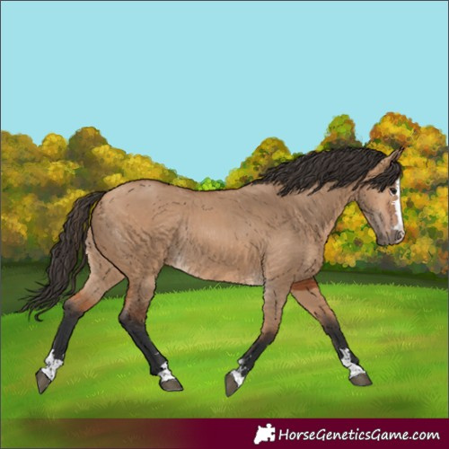 Horse Color:Bay Dun Rabicano