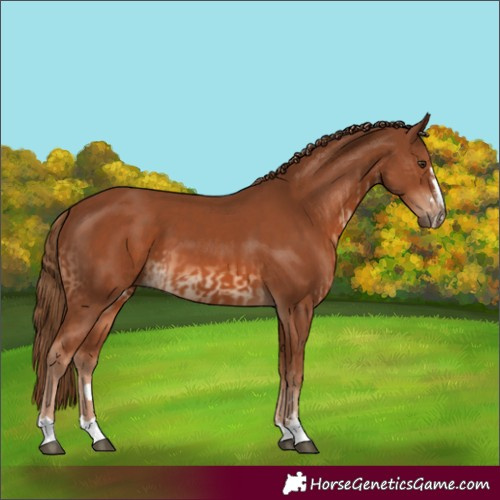 Horse Color:Chestnut  and Chestnut 