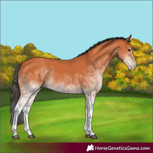 Horse Color:White Spotted Bay 