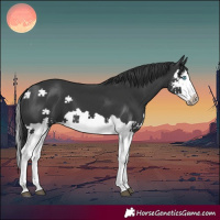Horse Color:Black Splash