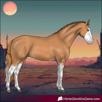 Horse Color:Chestnut Splash