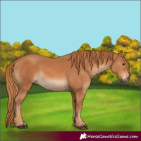 Horse Color:Chestnut and Chestnut Rabicano