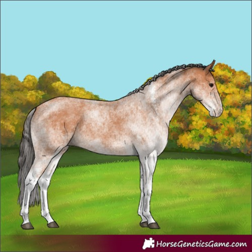 Horse Color:White Spotted Bay