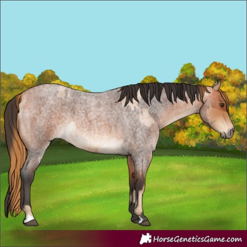 Horse Color:Red Roan and Bay Roan