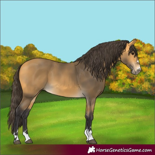 Horse Color:Buckskin 