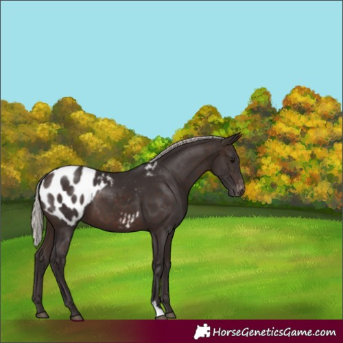 Horse Color:Silver Brown Appaloosa